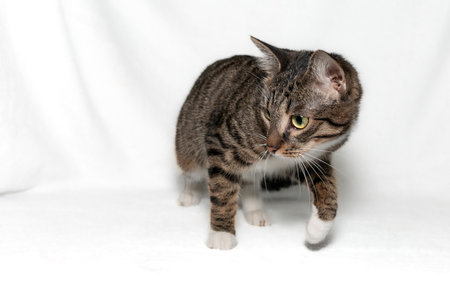 A beautiful gray tabby cat with beautiful bright green eyes, a white chest and with a raised paw looks to the side with curiosity. Curious cat. Gray striped cat. white background. close-up.の写真素材