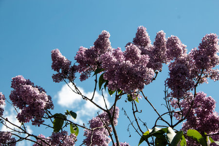 Blooming lilac bushes in the park against the blue sky. Lilacs bloom beautifully in spring. spring...