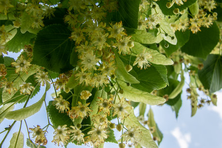 Blooming large-leaved linden (Tilia). Flowers of a blossoming linden tree on a blurred background. The concept of natural medicine, medicinal herbal teas, aromatherapy. soft focus. close-up.の写真素材