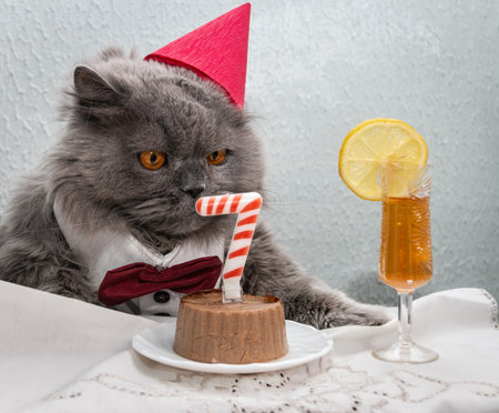 A funny British cat in a red cap on his head, a white shirt with a red bow tie, orange eyes sits at a table with a cake with the number seven and a glass of whiskey with lemon. Cat's birthday.の写真素材