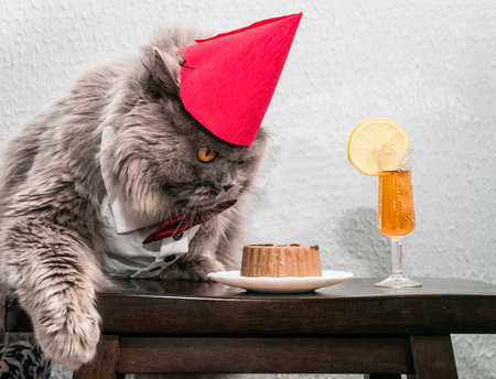 A funny British cat in a red cap on his head, a white shirt with a red bow tie sits at a table with a cake and a glass of whiskey with lemon. The cat is celebrating a birthday. Petsの写真素材