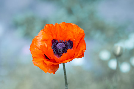 Bright red poppy flower close-up. soft focus. Blurred background.の写真素材