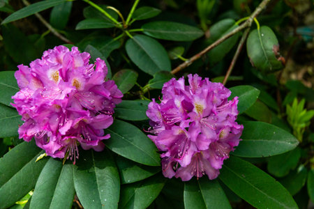 Rhododendron flowers close up. evergreen shrub. Used as an ornamental garden plant. beautiful flowers.の写真素材
