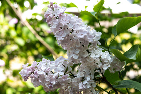 Branches of white lilacs in the park. spring concept. White lilac blooms beautifully in spring. close-upの写真素材