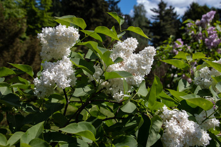 Bush of white lilac in the park. White lilac blooms beautifully in spring. spring concept.の写真素材
