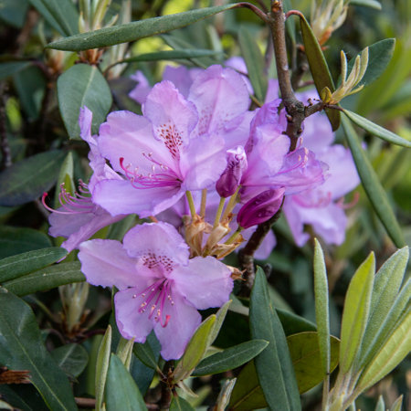 Rhododendron flowers. beautiful flowers. evergreen shrub. Used as an ornamental garden plant.の写真素材