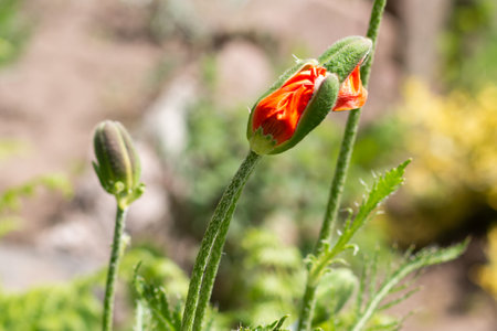 Young blooming poppy buds on a blurred background. soft focus. close-up.の写真素材