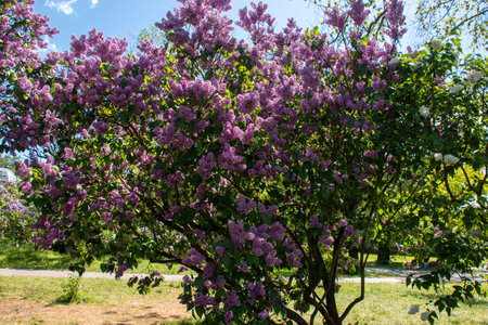 Flowering lilac bushes in the garden against the blue sky. Lilacs bloom beautifully in spring. spring concept.の写真素材