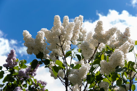Bush of white lilac in the park against the blue sky. White lilac blooms beautifully in spring. spring concept.の写真素材