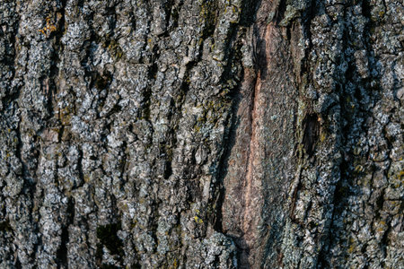 Relief texture of old thick birch bark with moss. close-up.の写真素材