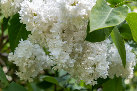 Branches of white lilacs in the park. Spring concept.Close-up. White lilac blooms beautifully in spring.の写真素材
