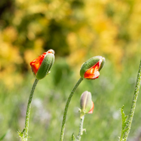 Young blooming poppy buds on a blurred background. soft focus. close-up.の写真素材