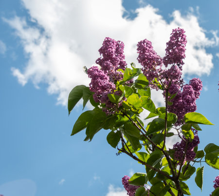 Blooming lilac branches in the park against the blue sky. spring concept. Lilacs bloom beautifully in spring.の写真素材