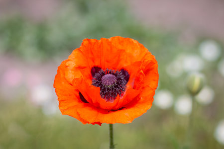 Bright red poppy flower close-up. soft focus. Blurred background.の写真素材
