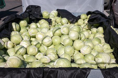 There are many cabbages in the trailer. Selling vegetables at the farmers' market.
