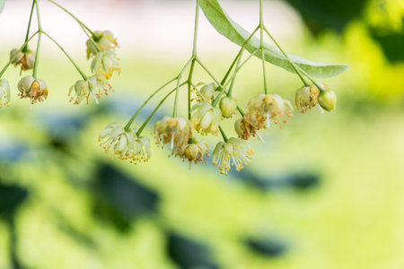 Flowers of a blossoming linden tree on a blurred background. Blooming large-leaved linden (Tilia). The concept of natural medicine, medicinal herbal teas, aromatherapy. Soft focus.Close-up.の写真素材