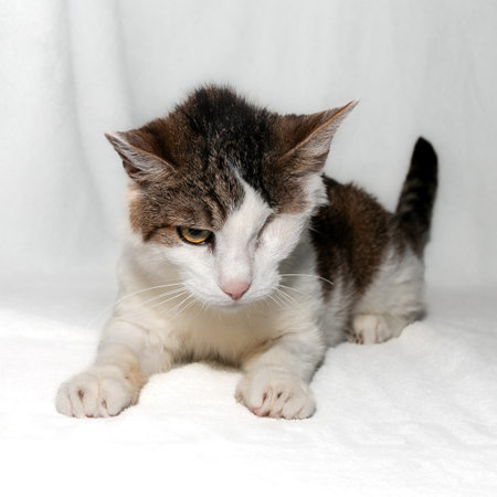 One-eyed cat after surgery. The concept of helping homeless animals. Eye diseases after infection.Veterinary help. white background.の写真素材