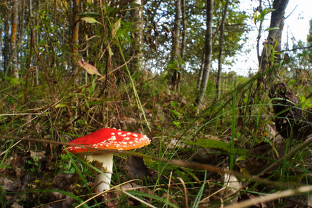 fly agaric forest handsomeの写真素材