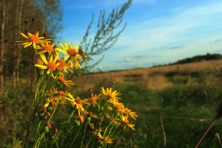 Sunny day in the fieldの写真素材