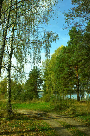 Birch in the forestの写真素材
