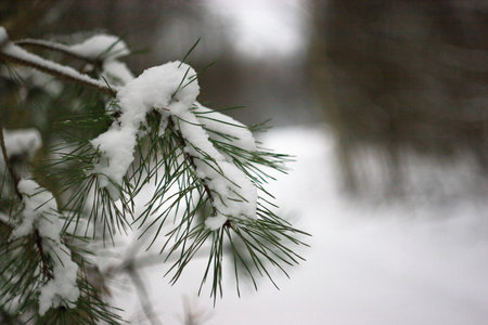 Pine twig in the snowの写真素材