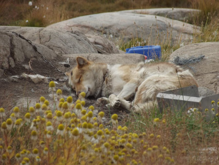 The sledge dogs in Ilulissat, Greenland are not animals to be petted, but work animals that are...