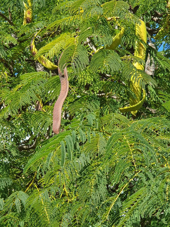 Detail of a shade-giving mimosa tree in the public garden on Limassol waterfront, Lemesos, Cyprus