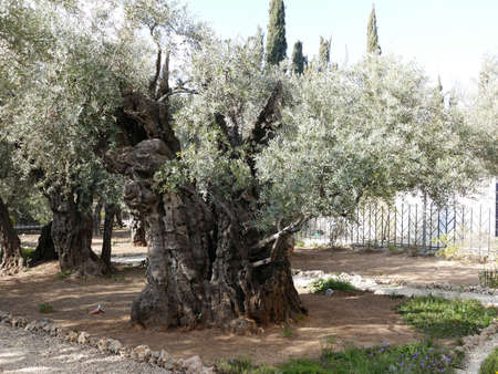 Gnarled olive tree in the garden of Gethsemane in Jerusalem, Israelの写真素材