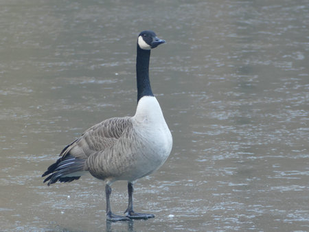 Canada goose on the frozen lake of Rombergpark, Dortmund, North Rhine-Westphalia, Germanyの写真素材