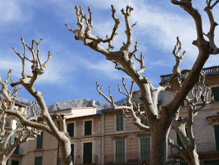 Leafless trees in winter against a blue sky in a square of Soller, Mallorca, Balearic Island, Spainの写真素材