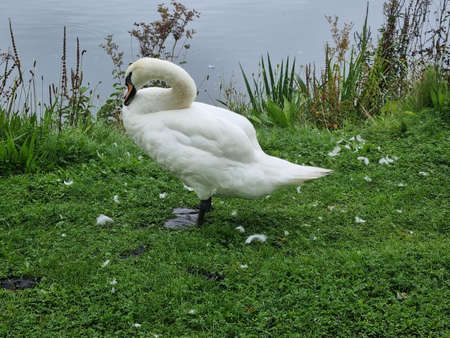 Beautiful white swan on lakesideの写真素材