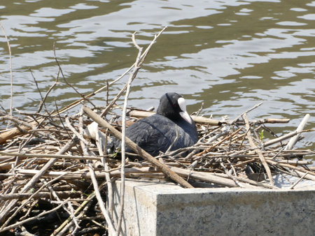 Brooding coot on its nestの写真素材