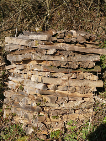 Pile of wood at the edge of a forest