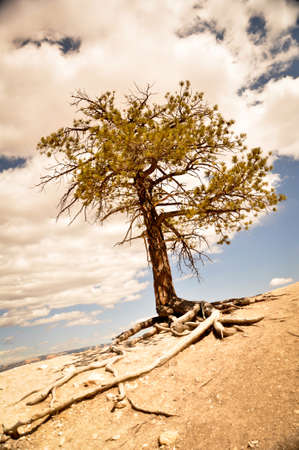 Drought on Bryce Canyonの写真素材