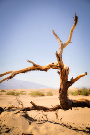 Arid Death Valleyの写真素材