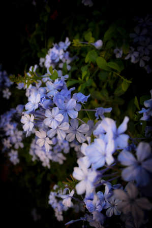 Little Violetsの写真素材