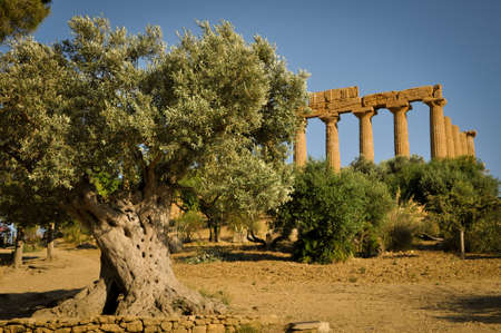 Olive Tree and Remains in Sicilyの写真素材