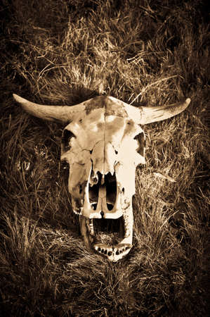 Skull of Cow in the Hayの写真素材
