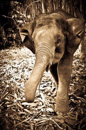Young Elephant charging Photographerの写真素材