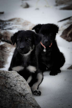 Two Baby Dogs on a Beachの写真素材