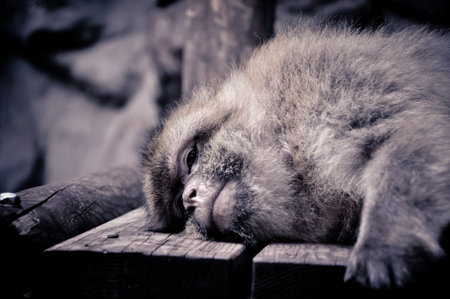 Sad Look of a Monkey during his Nap