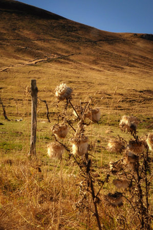 Autumnal Colors anf Vegetation on the Hills of Auvergne