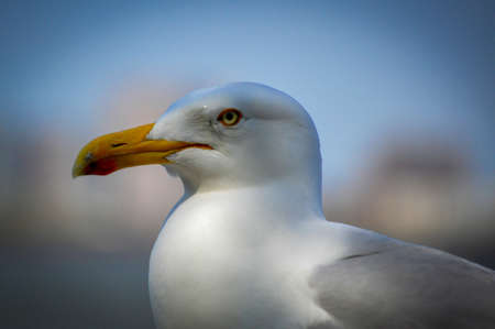 Portrait of a Seagull at the Seasideの写真素材