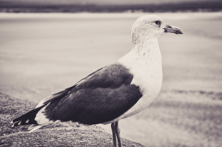 Portrait of a Seagull at the Seaside