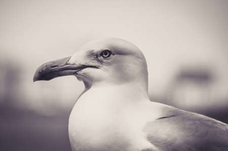 Portrait of a Seagull at the Seasideの写真素材