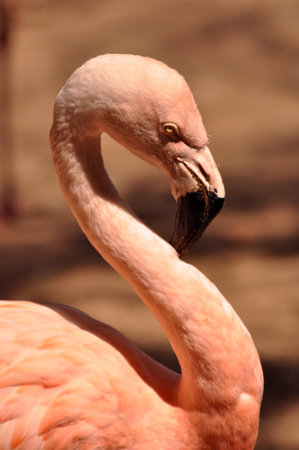 Portrait of a Quiet Pink Flamingoの写真素材