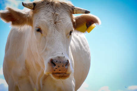 White Cow Observing with a Jaded Eyeの写真素材