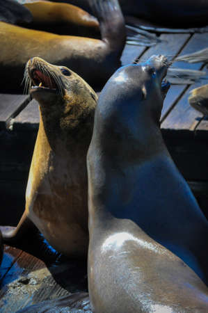 Two Seals Fighting on a Pierの写真素材