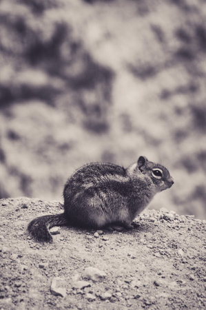 Chipmunk waiting in Bryce Canyon
