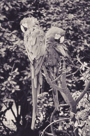 Couple of Multicolored Parrots Perched on a Branchの写真素材